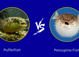 Pesce palla e pesce istrice: quali sono le differenze?
