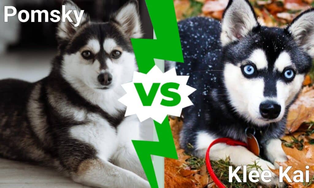 Pomsky contro Klee Kai