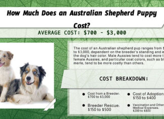 Prezzi degli Australian Shepherd nel 2024: costo di acquisto, spese veterinarie e altro ancora!
