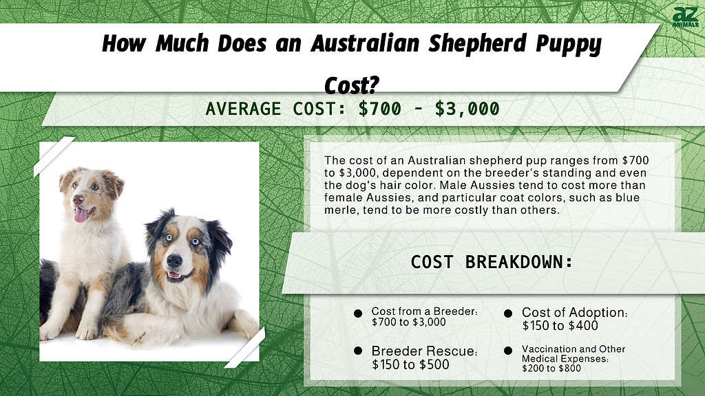 Prezzi degli Australian Shepherd nel 2024: costo di acquisto, spese veterinarie e altro ancora!
