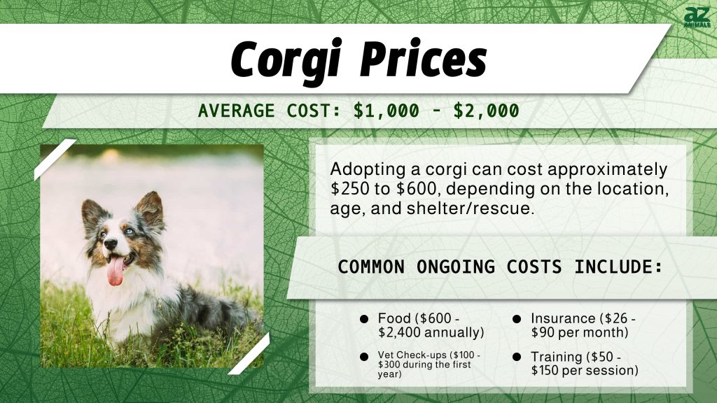 Prezzi dei Corgi nel 2024: costo di acquisto, spese veterinarie e altro ancora!
