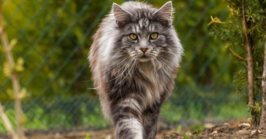 Il più grande gatto Maine Coon