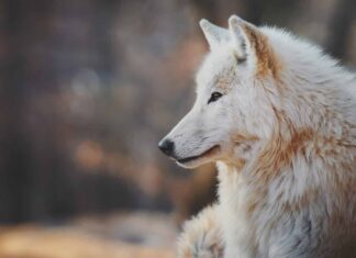 Ritratto di un lupo artico (Canis lupus arctos), noto anche come lupo bianco o lupo polare.