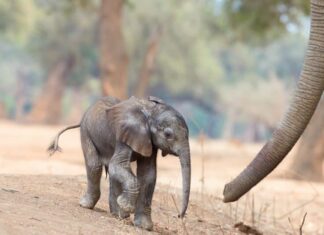 Quanto dura la gravidanza degli elefanti - cucciolo di elefante