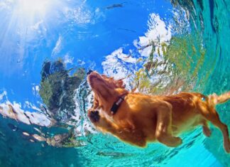 labrador retriever dorato