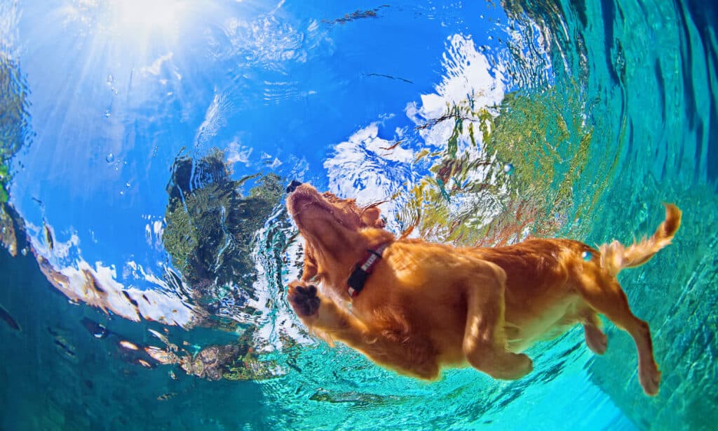 labrador retriever dorato