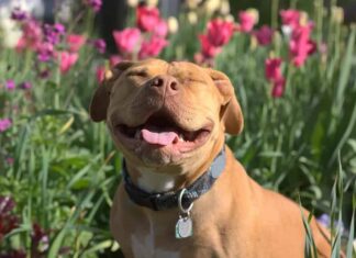 Un pitbull dal naso rosso sorridente