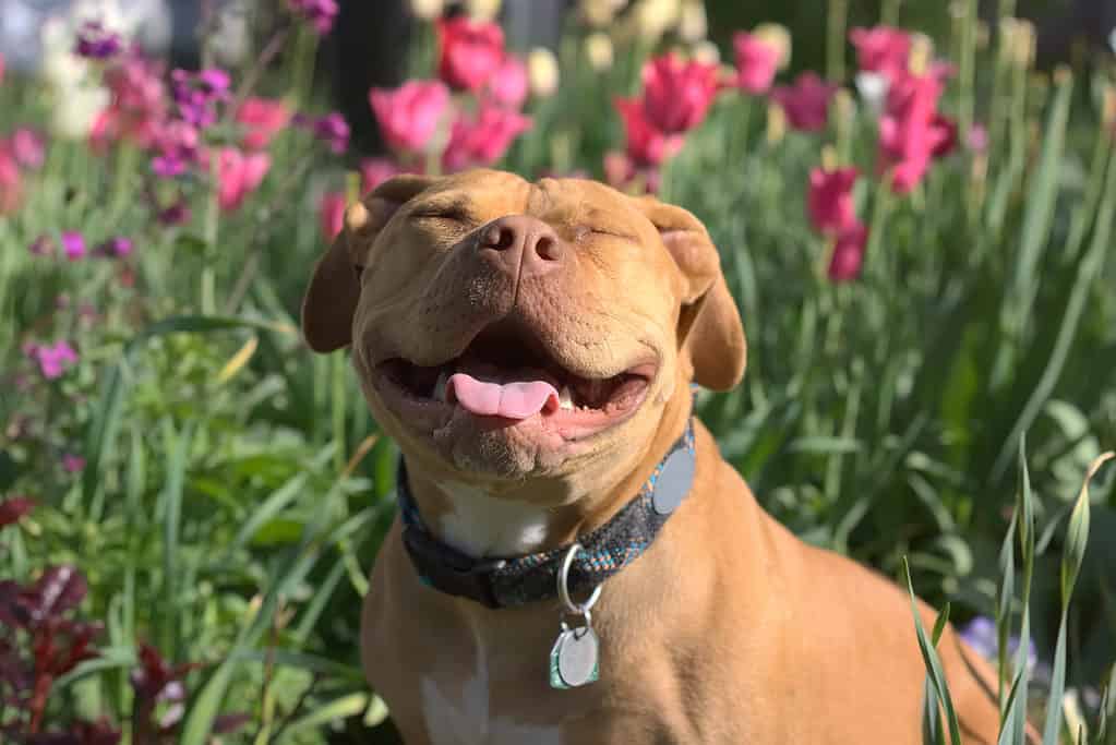 Un pitbull dal naso rosso sorridente