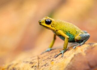 Rana velenosa granulare