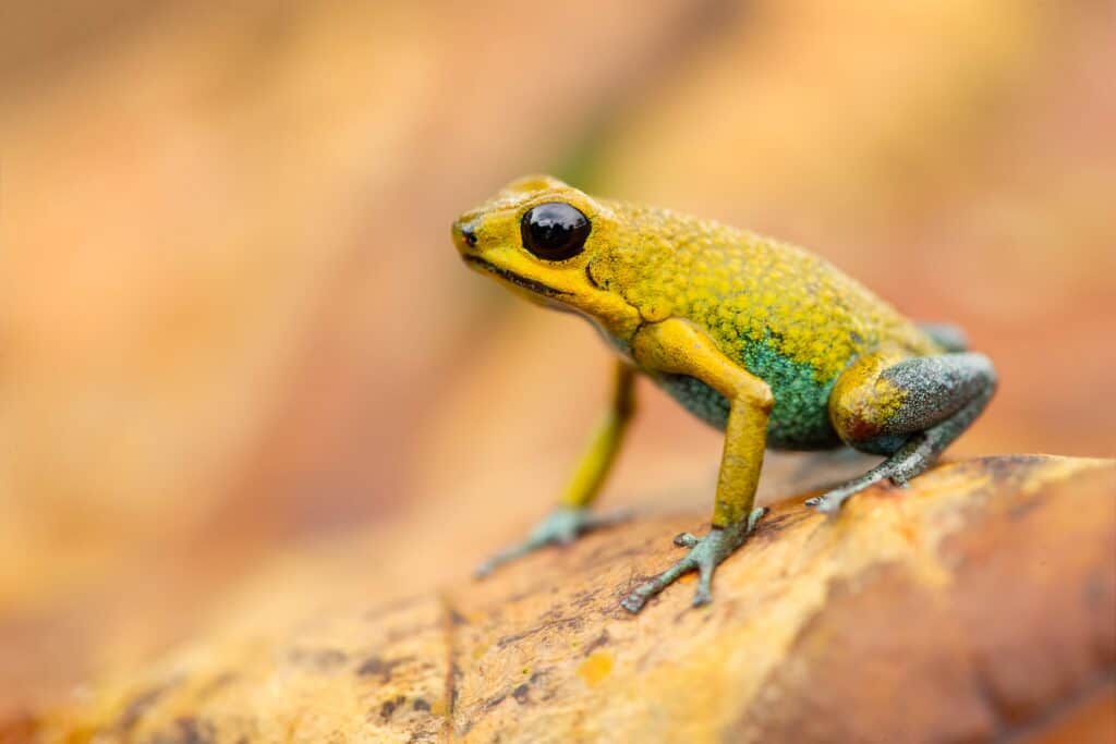 Rana velenosa granulare