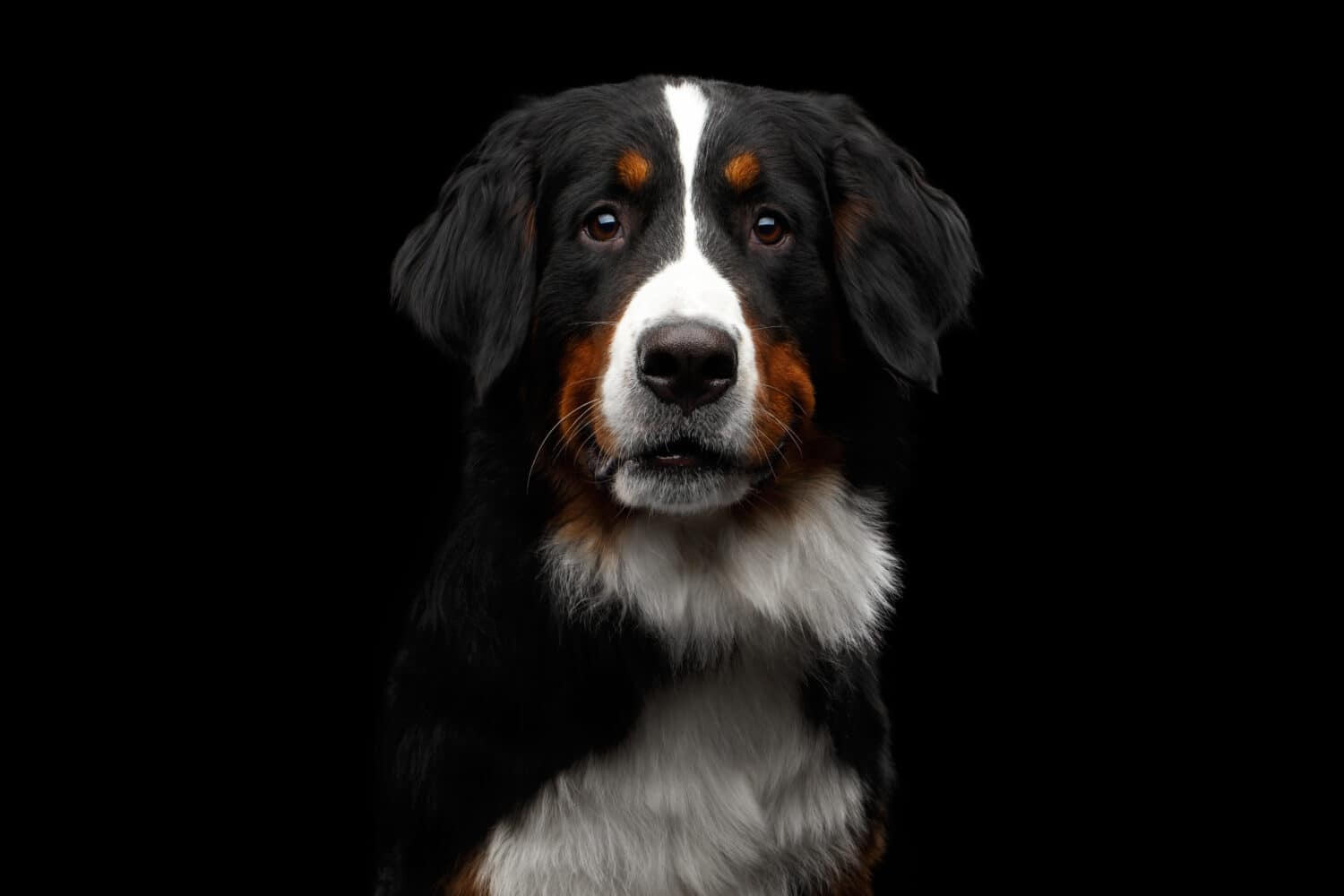Ritratto ravvicinato di un cane da montagna bernese curioso che guarda nella telecamera su uno sfondo nero isolato