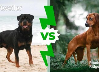 Rottweiler contro Rhodesian Ridgeback: 8 differenze chiave
