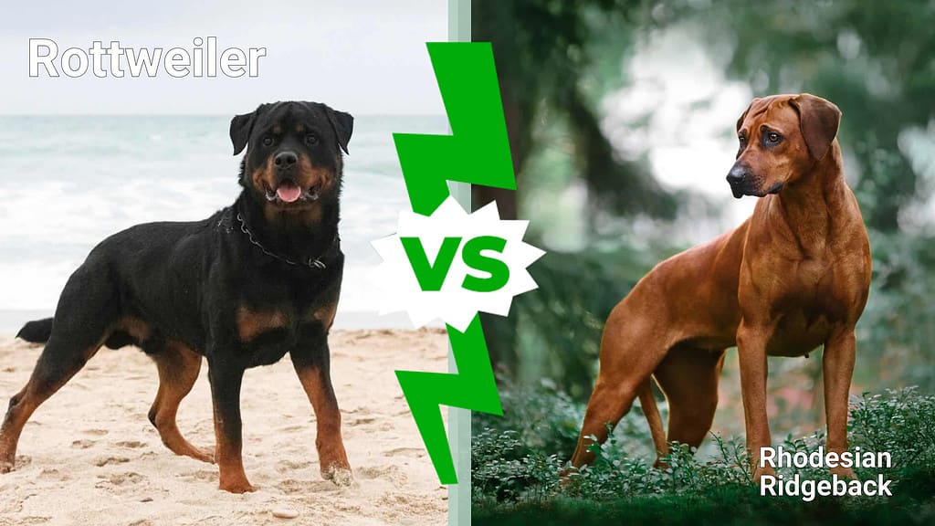 Rottweiler contro Rhodesian Ridgeback: 8 differenze chiave
