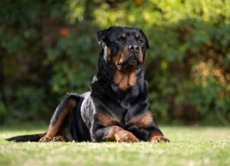 Stupendo e orgoglioso Rottweiler maschio adulto di razza seduto e sdraiato sull'erba in posa per una fotografia, scattata a livello degli occhi con luci da studio sul prato, con sguardo curioso, pronto a proteggere