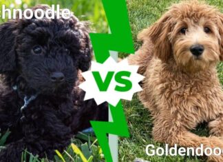 Schnoodle contro Goldendoodle