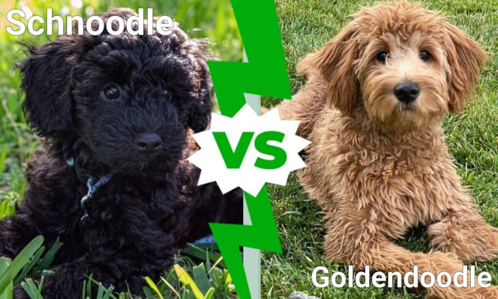 Schnoodle contro Goldendoodle