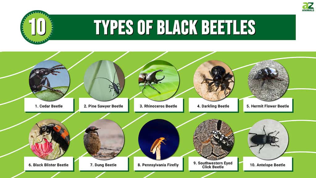 Infografica che illustra 10 tipi di coleotteri neri