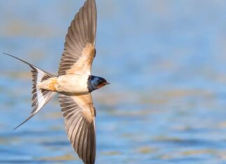 Rondine (Hirundo rustica) in volo sopra il lago.