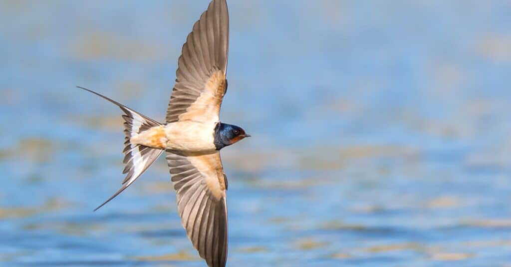 Rondine (Hirundo rustica) in volo sopra il lago.