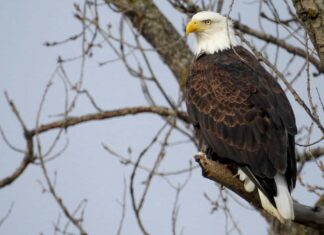 Aquila calva a Binghamton, New York