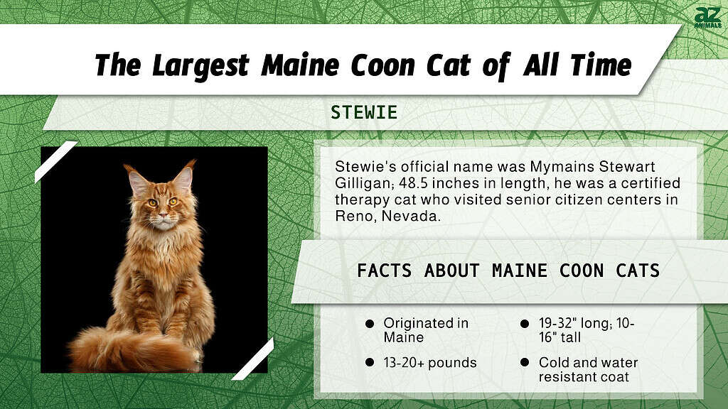 Infografica sul gatto Maine Coon più grande di sempre!