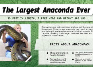 Scopri l'anaconda più grande di sempre (un mostro di 33 piedi?)
