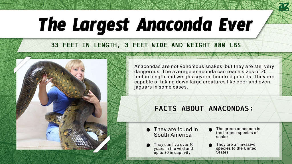 Scopri l'anaconda più grande di sempre (un mostro di 33 piedi?)
