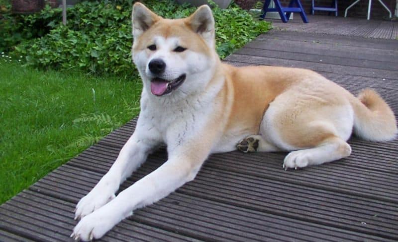 Cane di razza Akita appoggiato a terra.