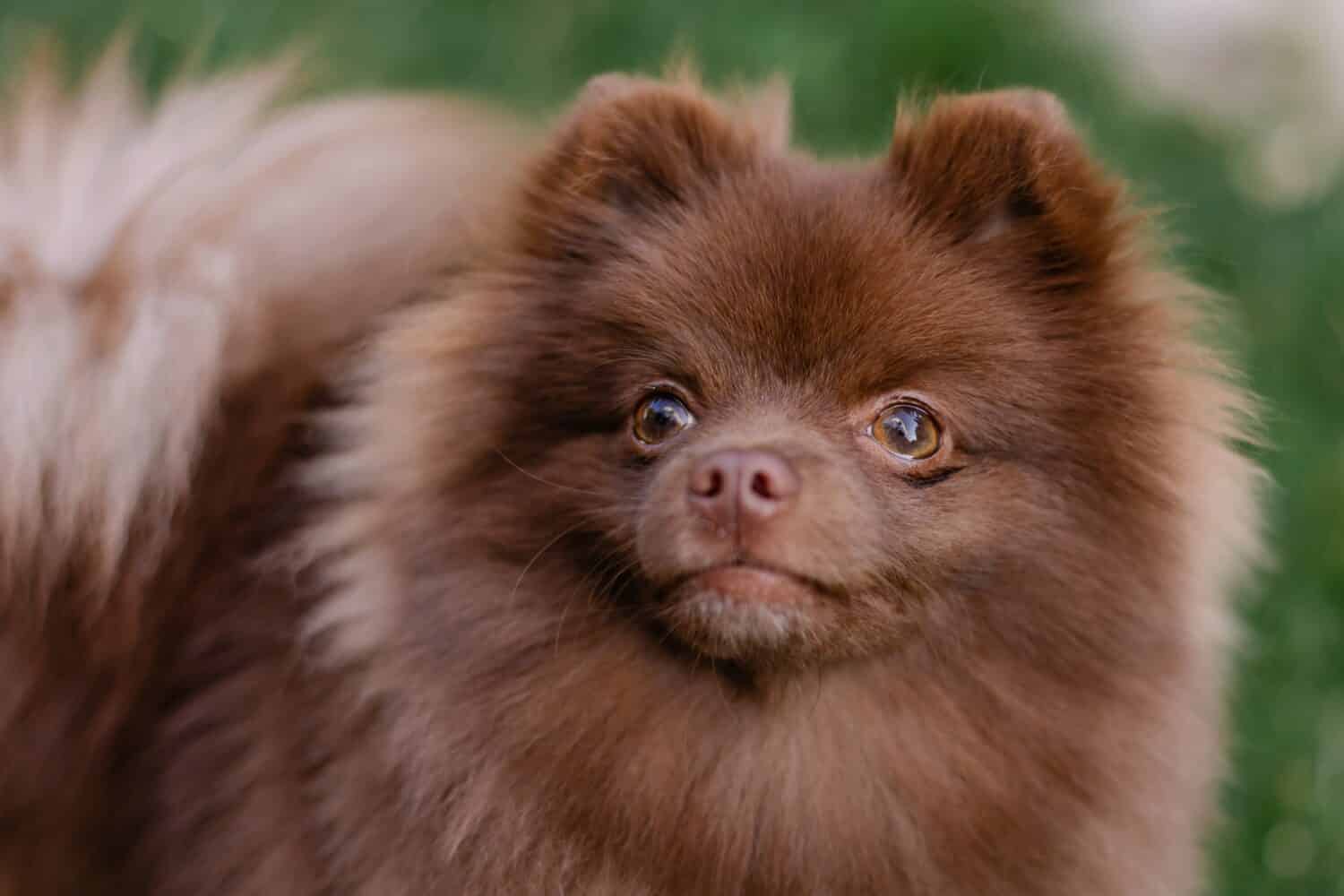Bellissimo mini cane pomerania color cioccolato marrone. Ritratto di cucciolo di razza. Cagnolino allegro e amichevole che sorride. Passeggiata estiva con l'animale. Calendario con animali domestici. Spitz in primo piano