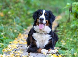 miglior cane di grossa taglia - Bovaro Bernese