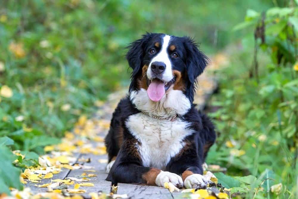 miglior cane di grossa taglia - Bovaro Bernese