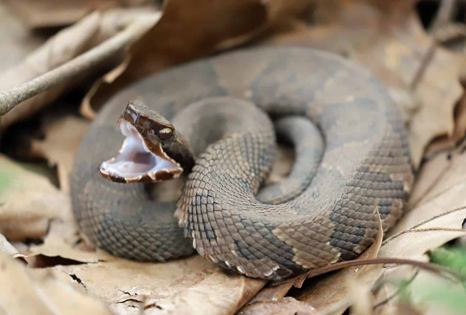 Vista laterale di un serpente mocassino acquatico, pronto a colpire