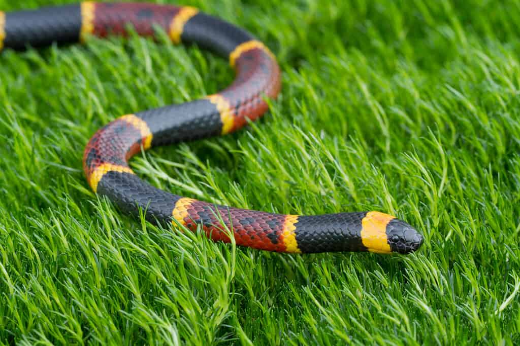 Serpente corallo orientale velenoso (Micrurus fulvius)