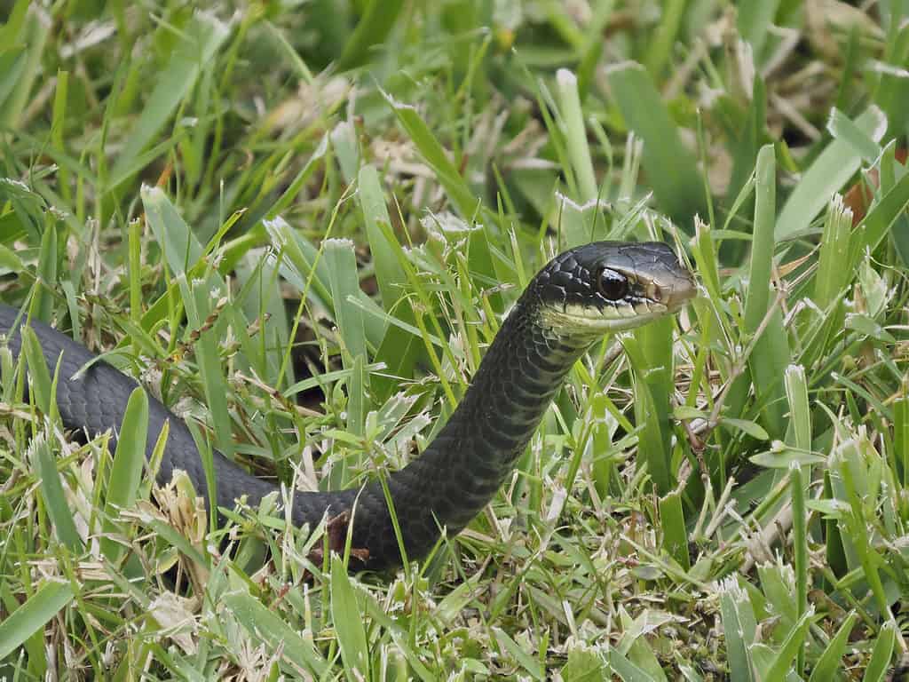 Serpente corridore nero nell'erba