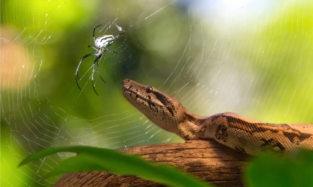 Ragno contro serpente