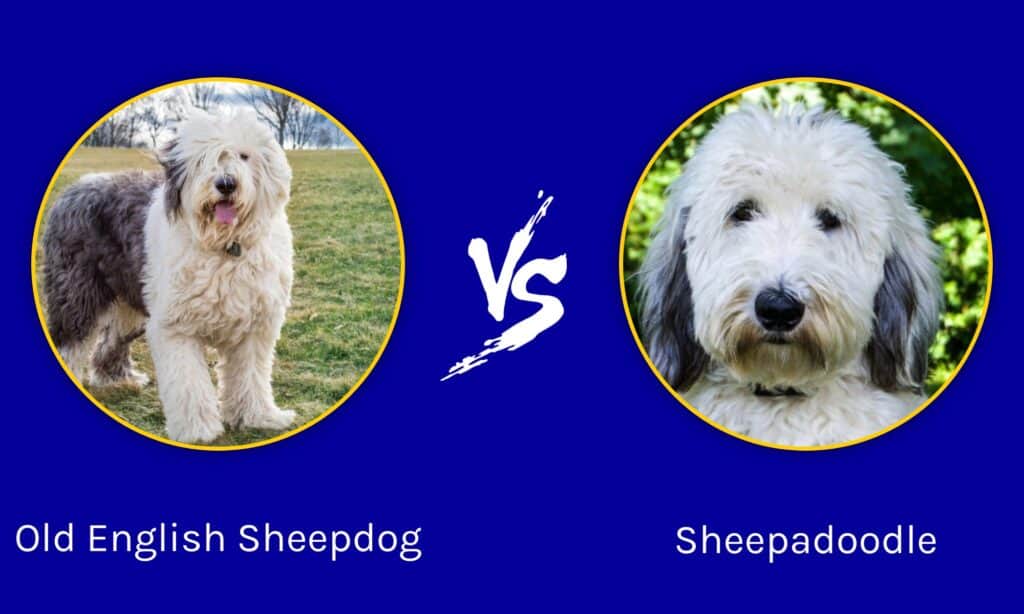 Sheepdog inglese antico e Sheepadoodle: quali sono le differenze?
