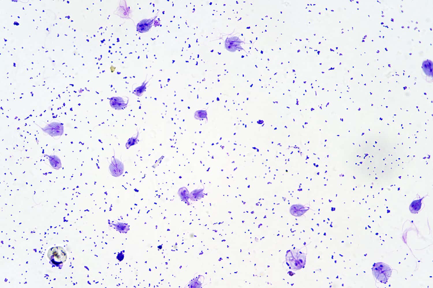 Parassita protozoo flagellato Giardia intestinalis al microscopio