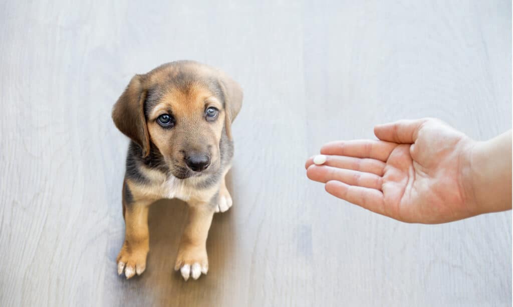 Proprietario che dà una pillola a un cucciolo