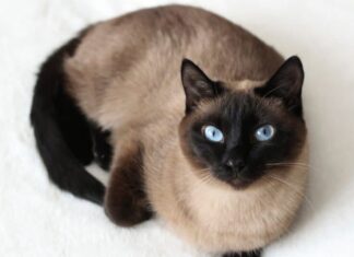 Gatti siamesi - Gatto siamese classico