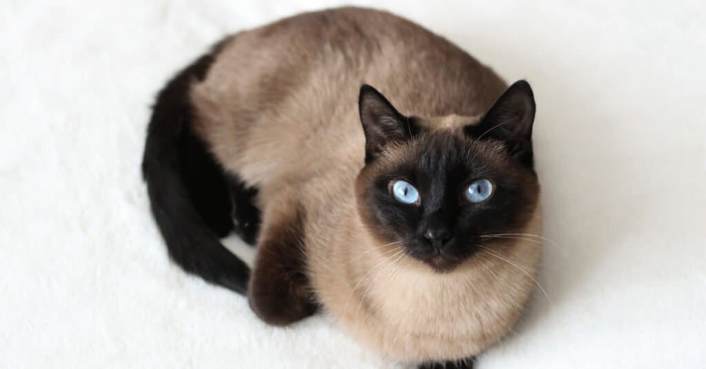 Gatti siamesi - Gatto siamese classico