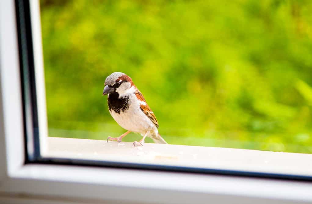 Passerotto contro la finestra, piccolo uccello, carino