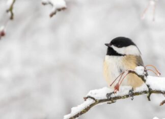 Una cincia dal cappuccio nero è seduta su un ramo innevato