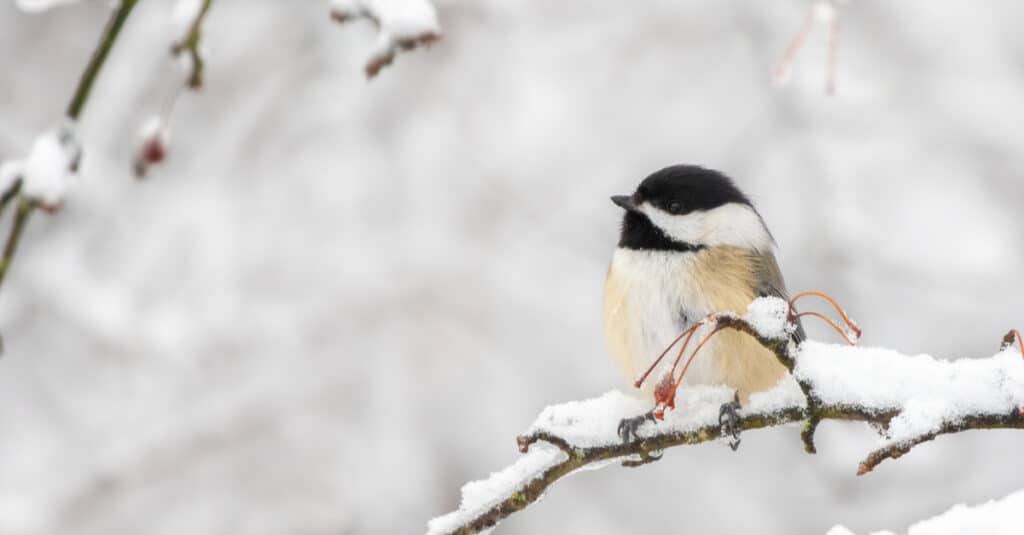 Una cincia dal cappuccio nero è seduta su un ramo innevato