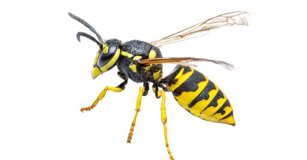 Vespa gialla contro vespa di carta - Vespa gialla isolata