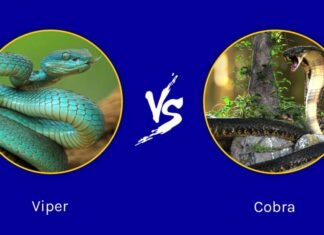 Viper vs Cobra: qual è la differenza?
