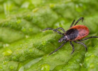 Una zecca di cervo bagnata che cammina su una foglia naturalmente rugiadosa e piena di gocce d'acqua.