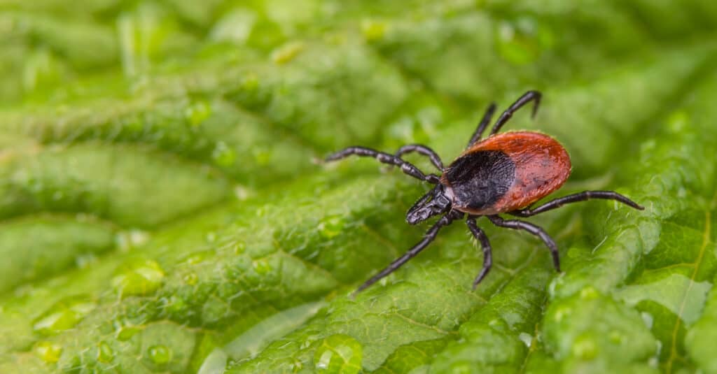 Una zecca di cervo bagnata che cammina su una foglia naturalmente rugiadosa e piena di gocce d'acqua.