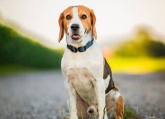 beagle seduto in mezzo alla strada con la lingua fuori