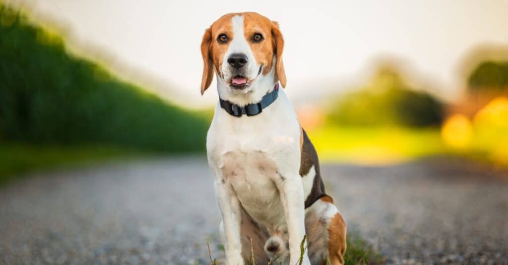 beagle seduto in mezzo alla strada con la lingua fuori