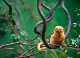 Leone d'oro Tamarin sul ramo di un albero.